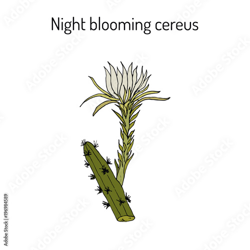 Night Blooming Cereus, Cactus grandiflorus, medicinal plant