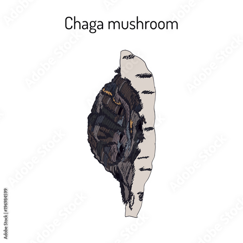 Chaga Inonotus obliquus ,medicinal mushroom