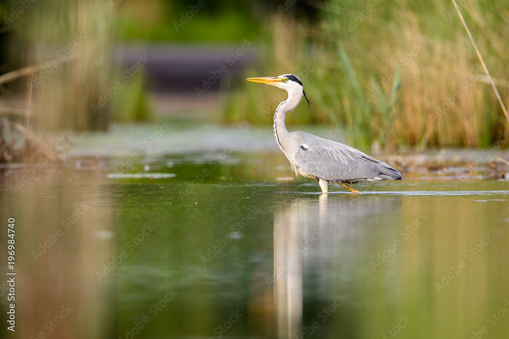 Ein Graureiher (Ardea cinerea) watet auf Nahrungsuche durch einen Teich in Frankfurt, Deutschland, Europa. Ein Graureiher (Ardea cinerea) watet auf Nahrungsuche durch einen Teich in Frankfurt, Deutschland, Europa.