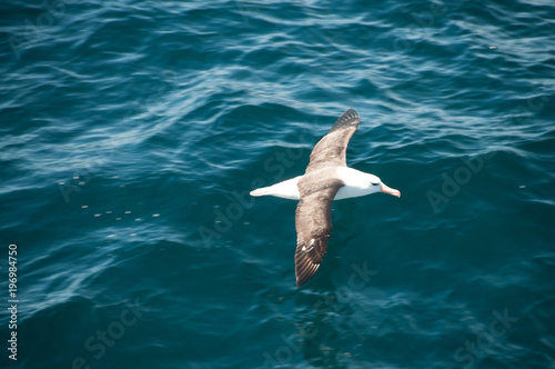 Black-Browed Albatross Flying Low © Goldilock Project