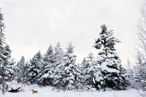 Pine trees covered by snow and lonely dog. Beautiful winter landscapes. Frost nature.