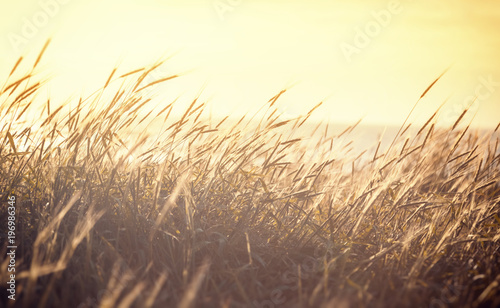 Ripening spikelets of golden wheat field on the sunset. sun rays on horizon. landscape of sunrise in rural. Close up. rich harvest.