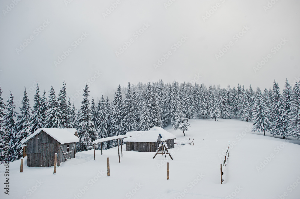Pine trees covered by snow with wooden house on mountain Chomiak. Beautiful winter landscapes of Carpathian mountains, Ukraine. Frost nature.