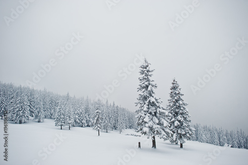 Pine trees covered by snow on mountain Chomiak. Beautiful winter landscapes of Carpathian mountains, Ukraine. Frost nature.