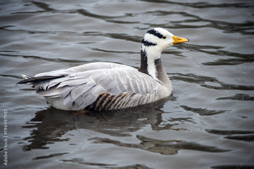 The beautifully-marked Bar-headed Goose (Anser indicus). This high-flying goose has been seen migrating at 28,000 feet over the Himalayas.