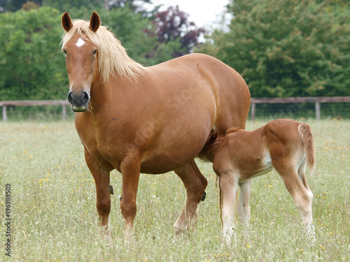 Mare and Foal