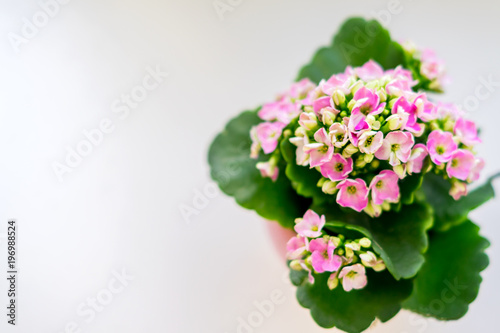 top view of blooming calanchoe on white background with copy space, soft focus