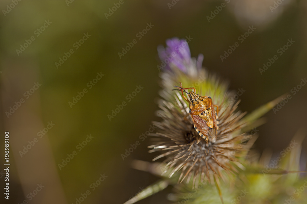 Punaise verte (ou rouge et noire / ou orange / ou marron) sur une tige (ou une fleur). Insecte des prairies, jardins et potagers se nourrissant de la sève des plantes. Sud de la France en été. Punaise verte (ou rouge et noire / ou orange / ou marron) sur une tige (ou une fleur). Insecte des prairies, jardins et potagers se nourrissant de la sève des plantes. Sud de la France en été.