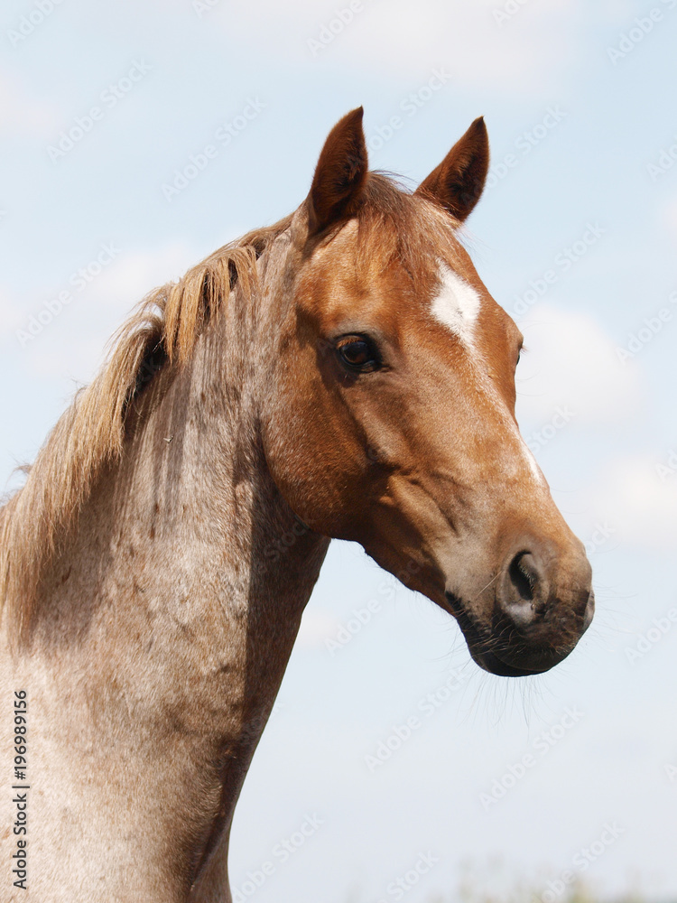 Obraz premium Horse Head Shot