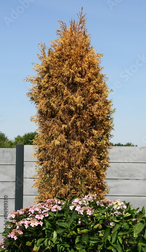 arbre sec,victime de la sécheresse photo