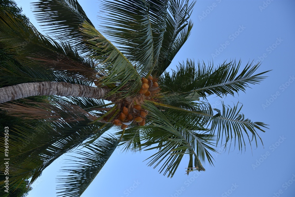 Cocotiers