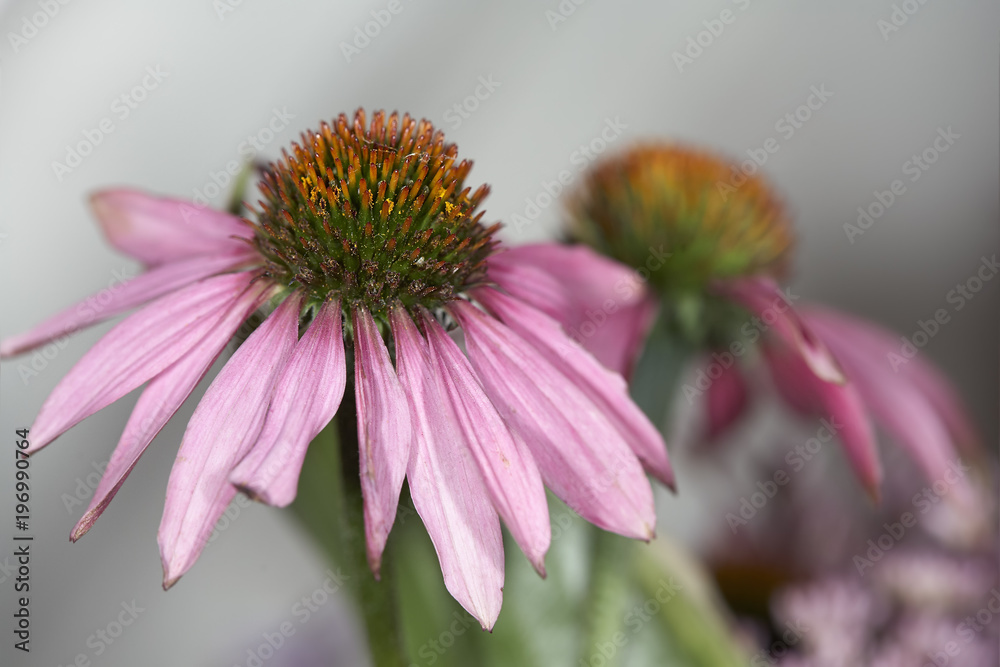 Fototapeta premium Daisy like