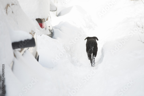 Dog in snowdrifts on a winter day. Cars in the yard after snow storm.