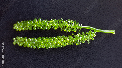 fresh green caviar, sea grapes isolated on black fabric background