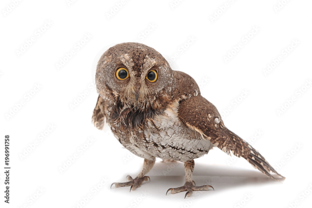 Oriental scops-owl isolate on white background Oriental scops-owl isolate on white background
