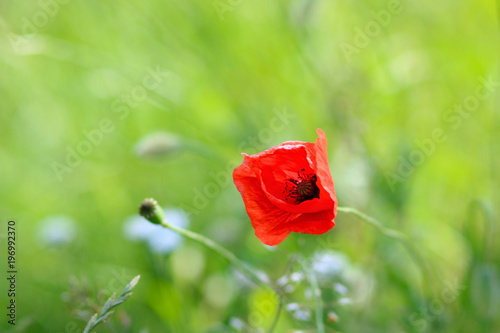 poppies