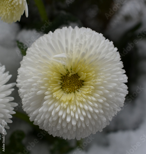 Bellis und Schnee nach Wintereinbruch