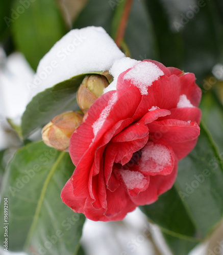Kamelienblüte im Schnee
