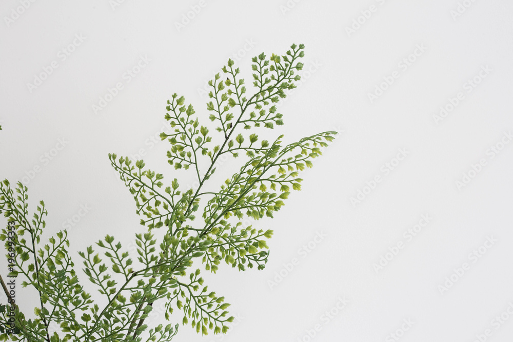 Green plant with white wall, spring decoration