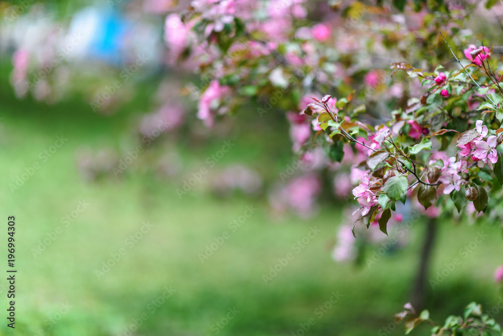 Blooming tree at spring, fresh pink flowers