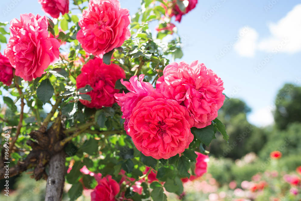 Little blooming pink roses. Flowers. Blooming in the wild. On the background of dark green foliage. Romance and tenderness Little blooming pink roses. Flowers. Blooming in the wild. On the background of dark green foliage. Romance and tenderness
