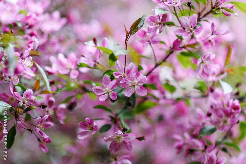 Blooming tree at spring, fresh pink flowers Blooming tree at spring, fresh pink flowers