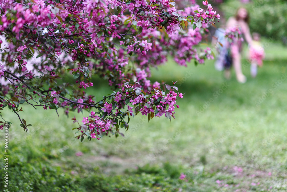 Obraz premium Blooming tree at spring, fresh pink flowers