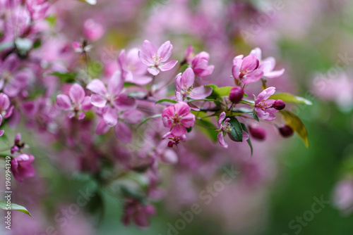 Blooming tree at spring, fresh pink flowers