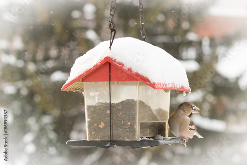 Winter birds in animal feeder