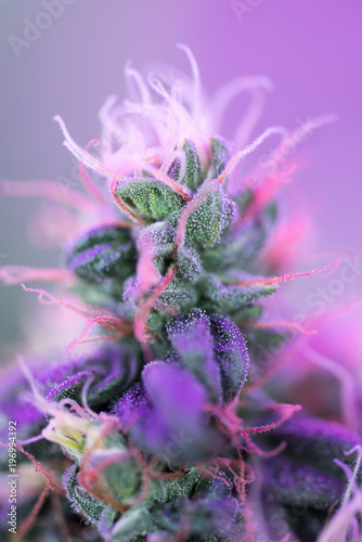 Closeup of Cannabis female plant in flowering phase