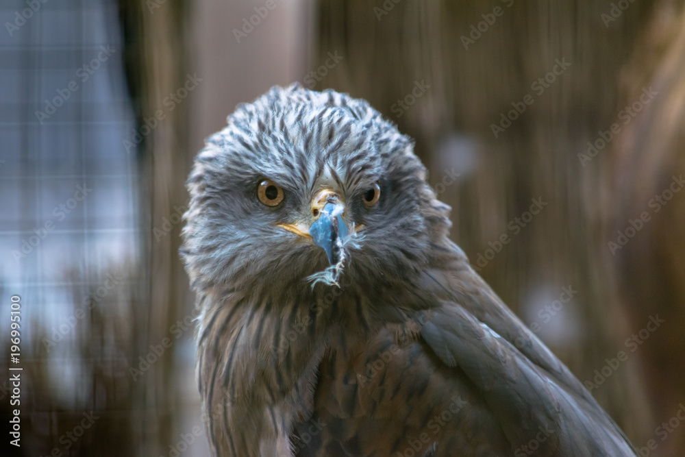 Fototapeta premium beautiful close up bird of prey portrait 