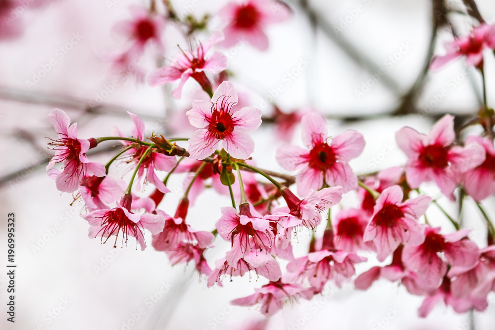 cherry blossom flower and tree