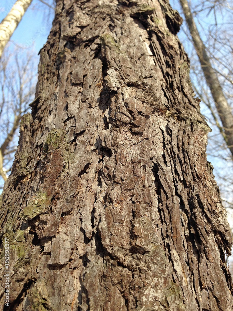 Just bark on a tree. Beautiful structural surface of the bark on different trees. Just bark on a tree. Beautiful structural surface of the bark on different trees.