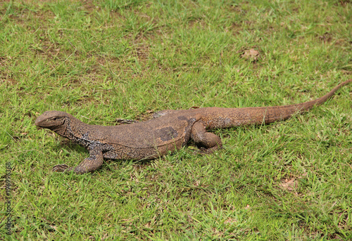 Wild nature  varanus lies on the grass  Sri Lanka
