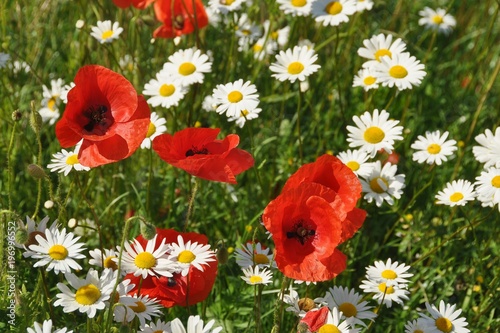 Red poppy, flowers. Spring and summer flowers.