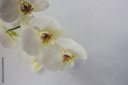 fresh natural white orchid flower with a green leaves in vase