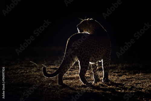 A horizontal, back lit, colour image of a leopard, Panthera pardus, in the Greater Kruger Transfrontier park, South Africa.