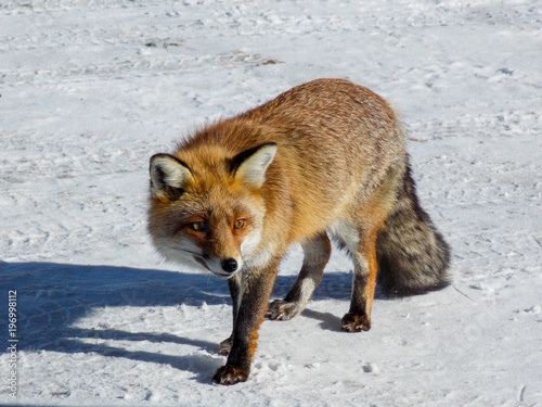 Snow fox