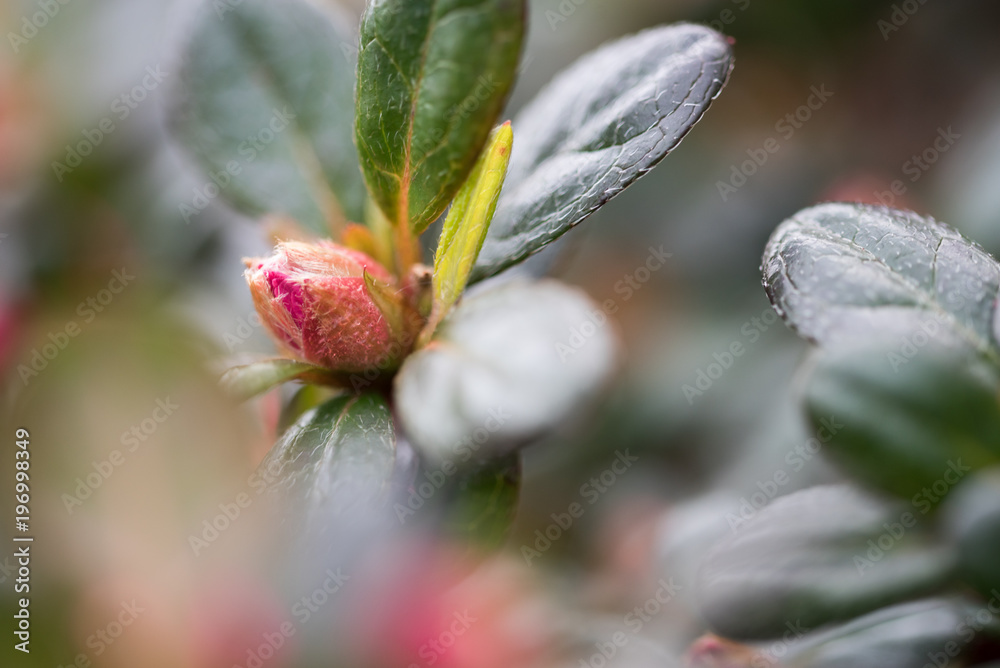 Blooming colorful spring flowers in the garden Blooming colorful spring flowers in the garden