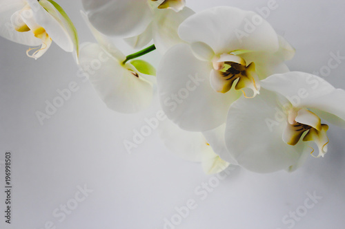Fototapeta Naklejka Na Ścianę i Meble -  fresh natural white orchid flower with a green leaves in vase
