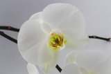 fresh natural white orchid flower with a green leaves in vase