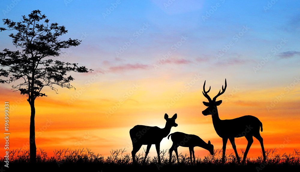 silhouette deer in the forest on sunset