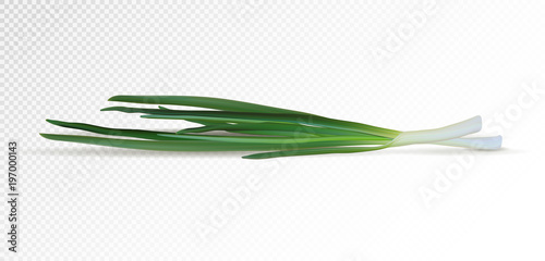 Bunch of fresh green onions. Vector illustration. Photo realistic vector green onion