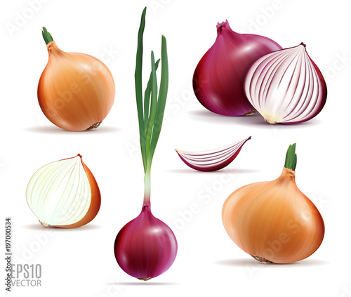 Fotografie, Obraz Vector collection of onions with slices isolated on white