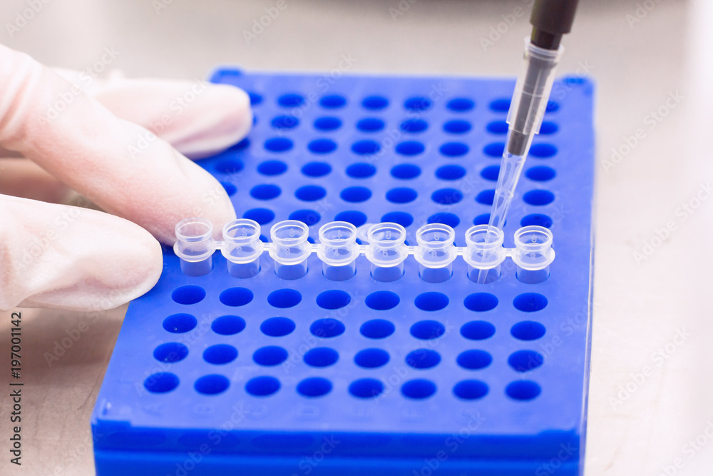 Fototapeta premium Plate for PCR processing with eppendorf tubes in microbiological or genetic laboratory, close-up