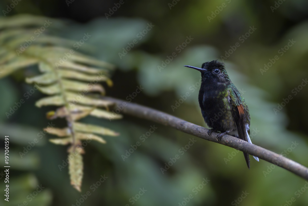 Fototapeta premium Black-bellied Hummingbird - Eupherusa nigriventris, beautiful black and green hummingbird from Costa Rica La Paz Waterfall.