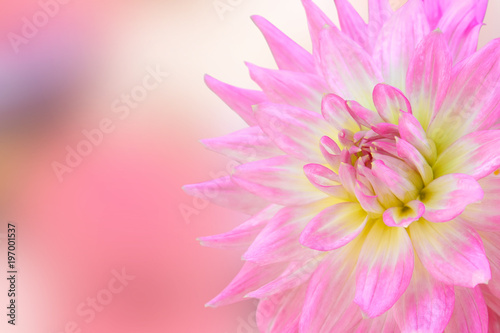 Fototapeta Naklejka Na Ścianę i Meble -  beautiful pink flower or chrysanthemum bouquet colorful flower for love and freshness on winter floral festival and valentine day for nature isolated on pink background