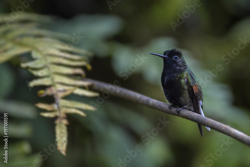 Black-bellied Hummingbird - Eupherusa nigriventris, beautiful black and green hummingbird from Costa Rica La Paz Waterfall. photo