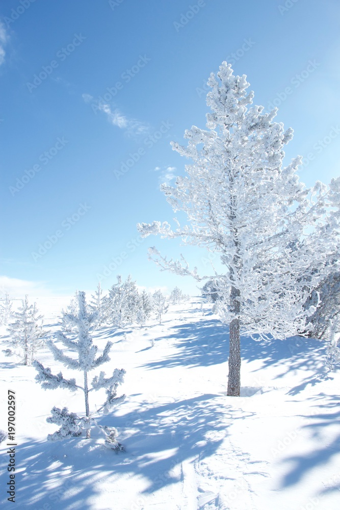 Blanches Cevennes Blanches Cevennes