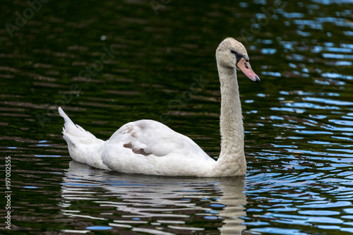 Swimming swan